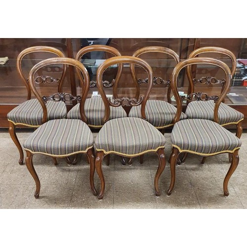 388 - Set of Seven Victorian Mahogany Balloon Back Dining Chairs with over-stuffed seats and raised on cab... 