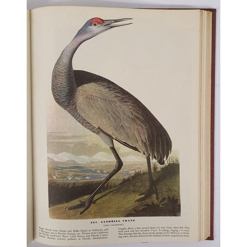 474 - John James Audubon. The Birds of America. New York. 1946. Quarto. With 435 fine colour bird plates. ... 