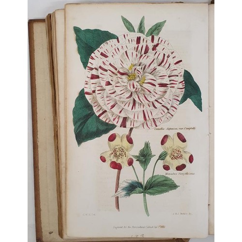 250 - Coloured Plate, Flowers] Floricultural Cabinet & Florist’s Magazine, Jan-Dec. 1835, 14 att... 