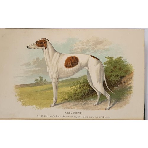 558 - Hugh Dalzill. The Greyhound. 1887. Fine colour frontispiece and Sean o'Faolain. An Irish Journey. 19... 