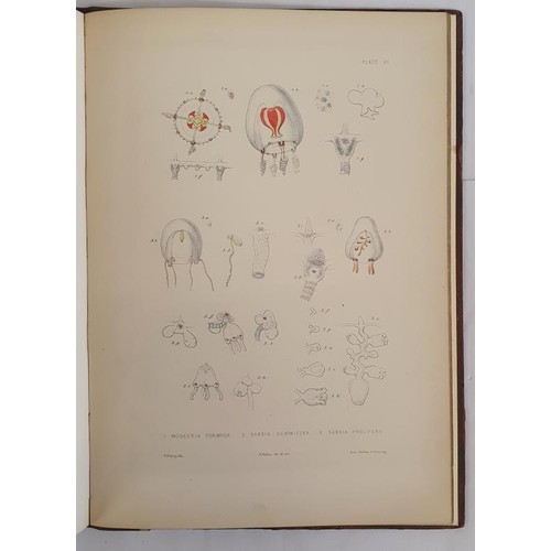 440 - Edward Forbes. A Monograph of the British Naked-Eyed Medusai with figures of all the Species. 1841. ... 