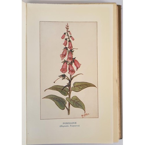 367 - Medicinal and Perfumery Plants and Herbs of Ireland a possible Great Natural Irish Industry suitable... 