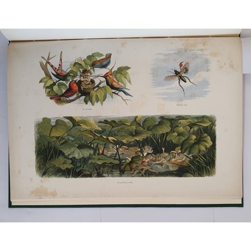 141 - Richard Doyle. In Fairyland - A Series of Pictures from the Elf World. Poem by William Allingham. 18... 