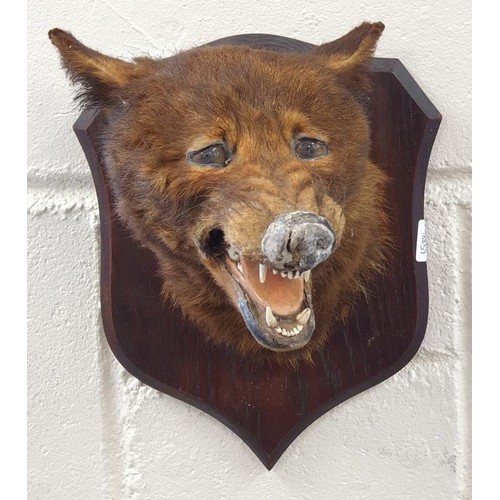 349A - 19th Century Peter Spicer: Mounted fox head on an Oak Shield Plaque. Stamped P. Spicer and Sons, Tax... 