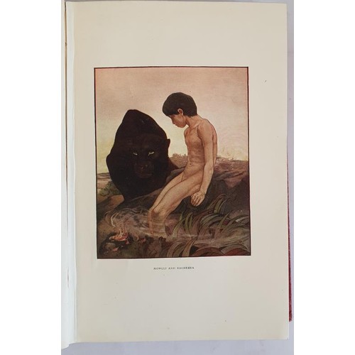 134 - The Jungle Book by Rudyard Kipling, 1908, Macmillan, First Colour Edition HB Illustrated by M & ... 