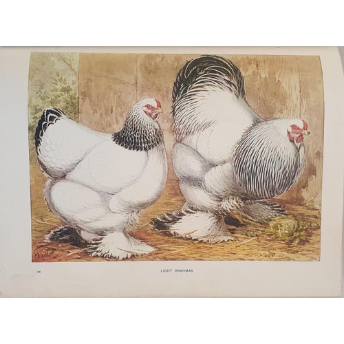 732 - Wright’s Book of Poultry, includes 30 beautiful coloured plates, all present and in good condi... 