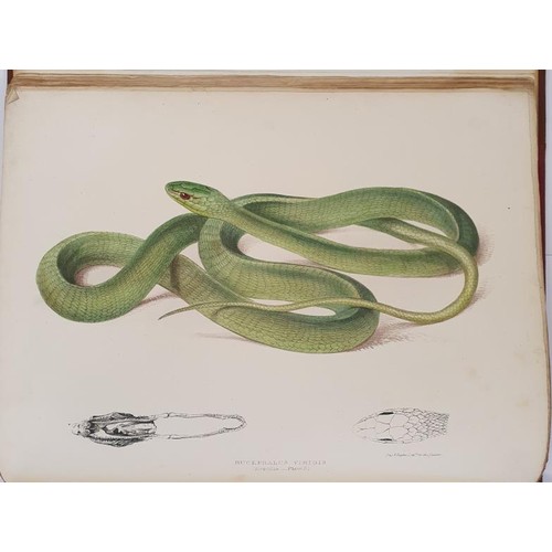 92 - Andrew Smith. Illustrations of the Zoology of South Africa. 1838. 1st. Folio. With 20 coloured plate... 