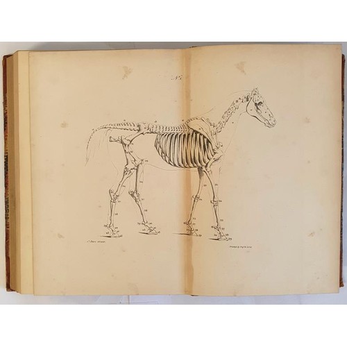 159 - J.G. Peters. A Treatise on Equitation or the Art of Horsemanship. 1835. First edition with 27 fine d... 