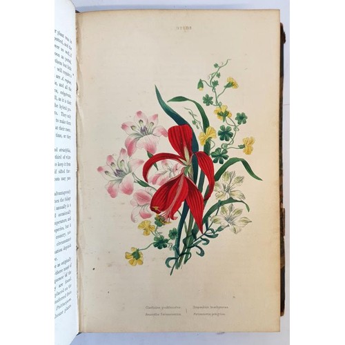 500 - The Flower Garden: Containing Directions for the Cultivation of All Garden Flowers; with Selected Li... 