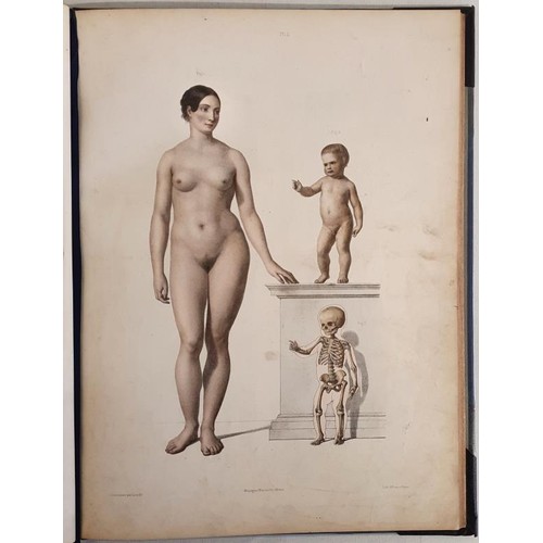 11 - Dr. J. Fau and M. Leveille. The Anatomy of the External Forms of Man. 1849. With 28 fine coloured li... 