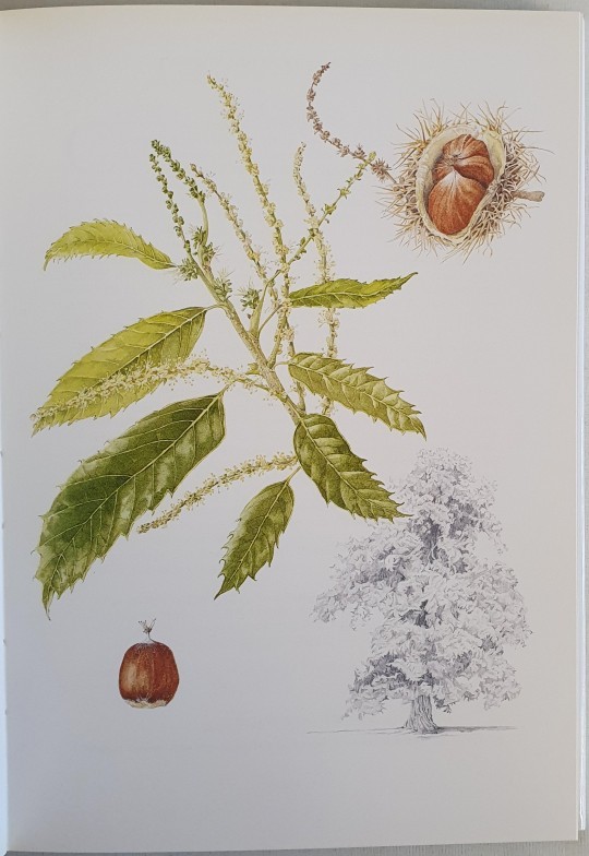 [Wendy Walsh] Trees of Ireland Native and Naturalized by Charles Nelson ...
