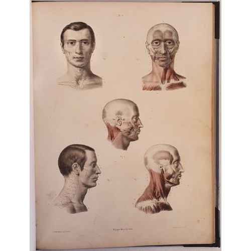 11 - Dr. J. Fau and M. Leveille. The Anatomy of the External Forms of Man. 1849. With 28 fine coloured li... 