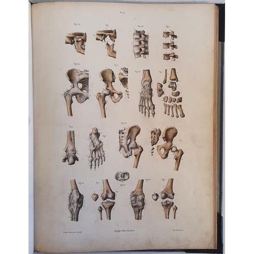 11 - Dr. J. Fau and M. Leveille. The Anatomy of the External Forms of Man. 1849. With 28 fine coloured li... 