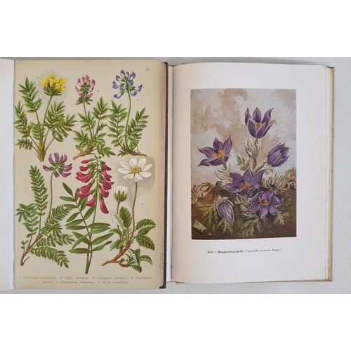 44 - Dr. Julius Hoffmann. Alpine Flora. 1903. 4o plates contaning 250 coloured figures. Original green cl... 