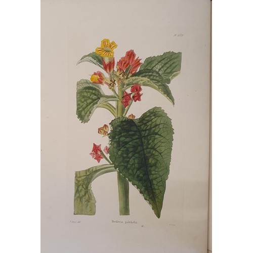 112 - Conrad Loddiges and George Cooke. Botanical Cabinet. 1825. with 10 fine hand coloured floral plates.... 