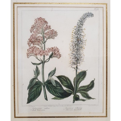 31 - Botanical Print Engraved by Sanfom after Edwards Published London 1805. c.20cm x 24.5cm Frame c.35cm... 