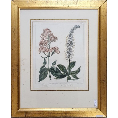 31 - Botanical Print Engraved by Sanfom after Edwards Published London 1805. c.20cm x 24.5cm Frame c.35cm... 