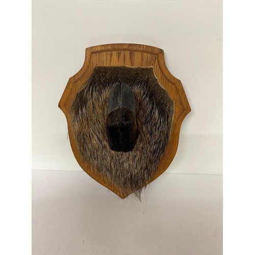 239 - Mounted taxidermy study of a Wild boars foot and a shield shaped mount 13 inches high.

This lot is ... 