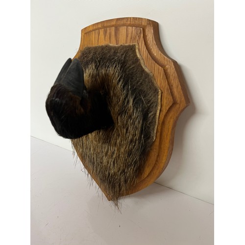 239 - Mounted taxidermy study of a Wild boars foot and a shield shaped mount 13 inches high.

This lot is ... 