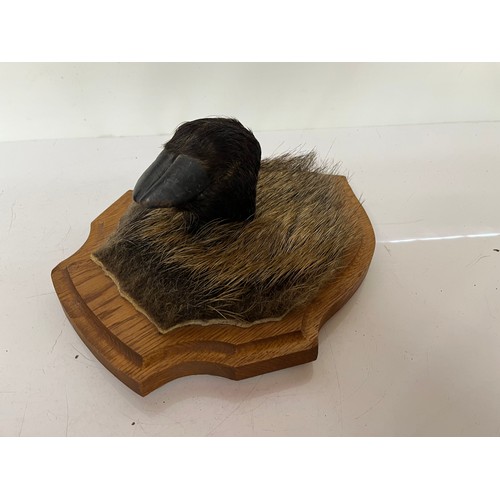 239 - Mounted taxidermy study of a Wild boars foot and a shield shaped mount 13 inches high.

This lot is ... 