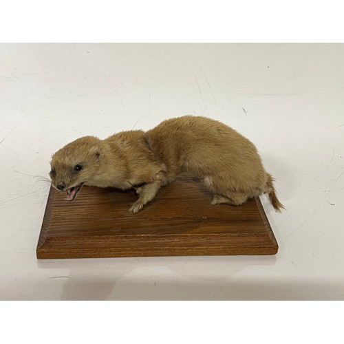 251 - Taxidermy study of a Weasel mounted onto a wooden base 6 inches long.

This lot is available for in-... 