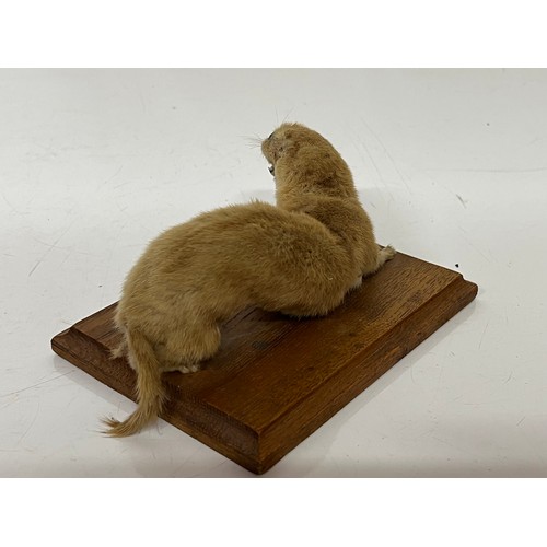 251 - Taxidermy study of a Weasel mounted onto a wooden base 6 inches long.

This lot is available for in-... 