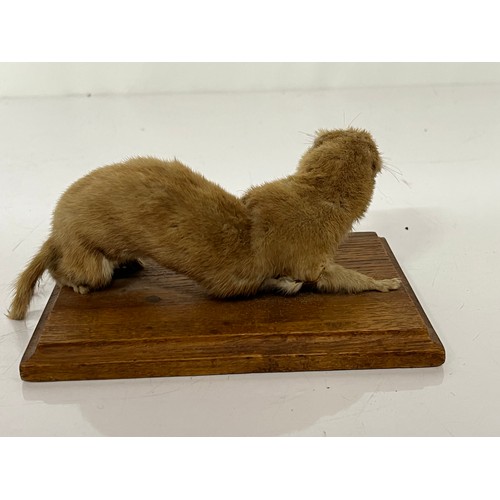 251 - Taxidermy study of a Weasel mounted onto a wooden base 6 inches long.

This lot is available for in-... 