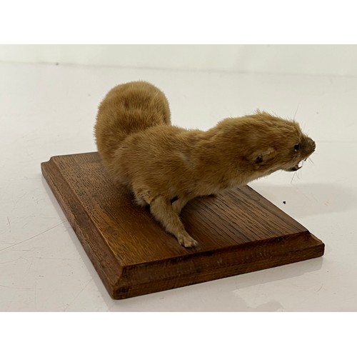 251 - Taxidermy study of a Weasel mounted onto a wooden base 6 inches long.

This lot is available for in-... 