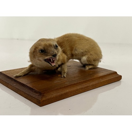 251 - Taxidermy study of a Weasel mounted onto a wooden base 6 inches long.

This lot is available for in-... 