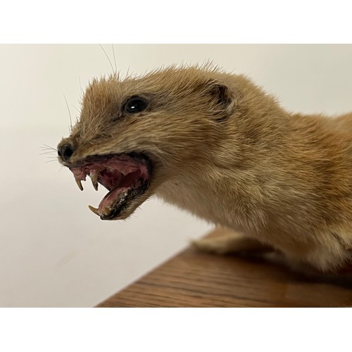 251 - Taxidermy study of a Weasel mounted onto a wooden base 6 inches long.

This lot is available for in-... 