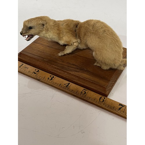 251 - Taxidermy study of a Weasel mounted onto a wooden base 6 inches long.

This lot is available for in-... 