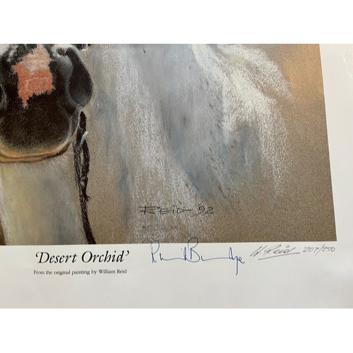 227 - Unframed signed limited edition print of painting of the race horse Desert Orchid by William Reid. 5... 