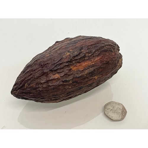 159 - Cocoa nut, natural world, a botanical specimen 15 cm long.

This lot is available for in-house shipp... 