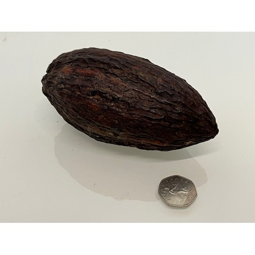 159 - Cocoa nut, natural world, a botanical specimen 15 cm long.

This lot is available for in-house shipp... 