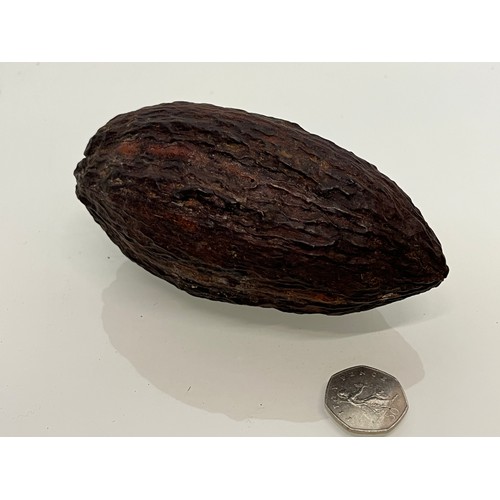 159 - Cocoa nut, natural world, a botanical specimen 15 cm long.

This lot is available for in-house shipp... 