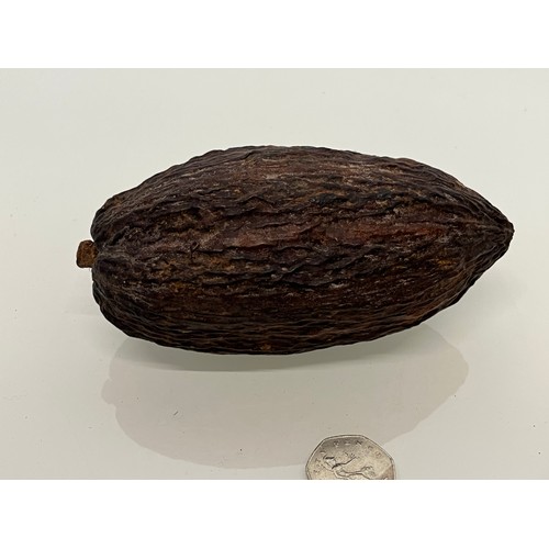 159 - Cocoa nut, natural world, a botanical specimen 15 cm long.

This lot is available for in-house shipp... 