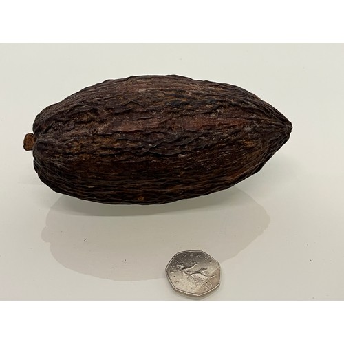 159 - Cocoa nut, natural world, a botanical specimen 15 cm long.

This lot is available for in-house shipp... 