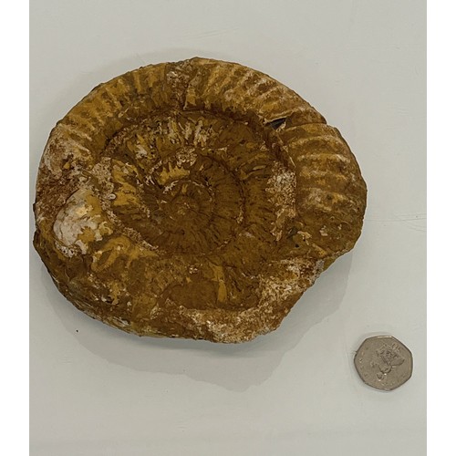 96 - A fossilised Ammonite 15 cm wide.

This lot is available for in-house shipping