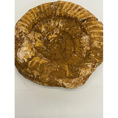 96 - A fossilised Ammonite 15 cm wide.

This lot is available for in-house shipping