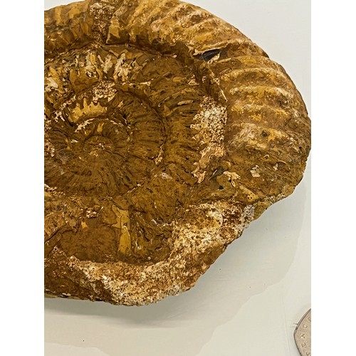 96 - A fossilised Ammonite 15 cm wide.

This lot is available for in-house shipping