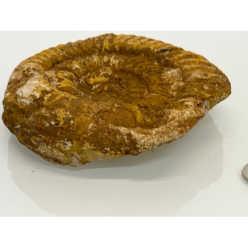 96 - A fossilised Ammonite 15 cm wide.

This lot is available for in-house shipping