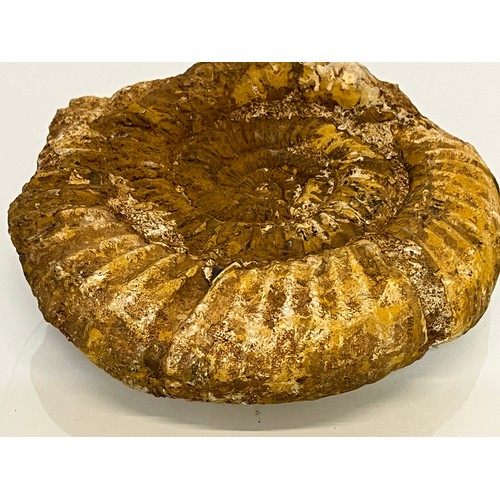 96 - A fossilised Ammonite 15 cm wide.

This lot is available for in-house shipping