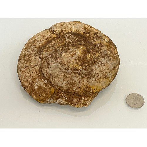 96 - A fossilised Ammonite 15 cm wide.

This lot is available for in-house shipping