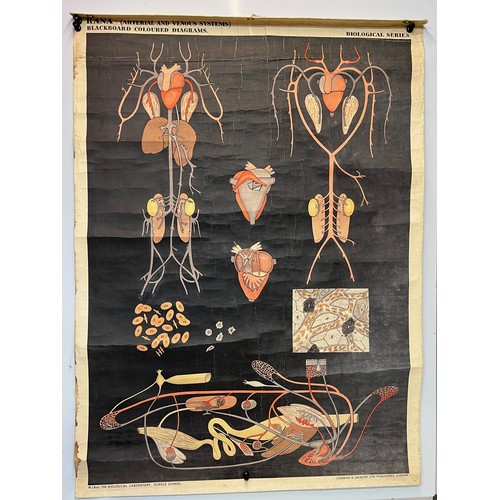 333 - Linen backed medical educational poster marked for Biological Laboratory Oundle School, 
 109 cm x 7... 