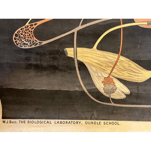 333 - Linen backed medical educational poster marked for Biological Laboratory Oundle School, 
 109 cm x 7... 