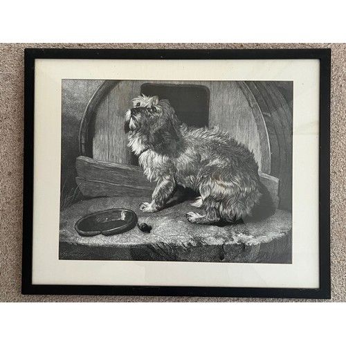 507 - Framed print of a Terrier by WB Gardner.

This lot is available for in-house shipping