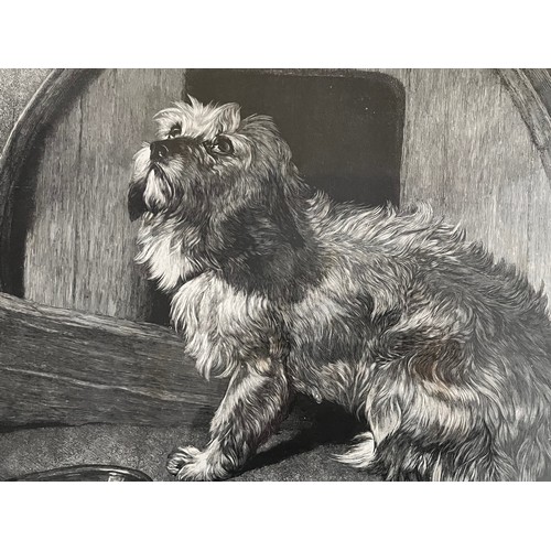 507 - Framed print of a Terrier by WB Gardner.

This lot is available for in-house shipping