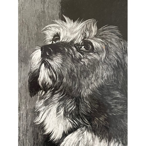 507 - Framed print of a Terrier by WB Gardner.

This lot is available for in-house shipping