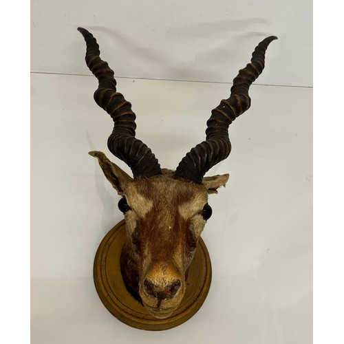 30 - Mounted taxidermy head of a Blackbuck, Indian Antelope, 64 cm nose to antler ends.

This lot is avai... 