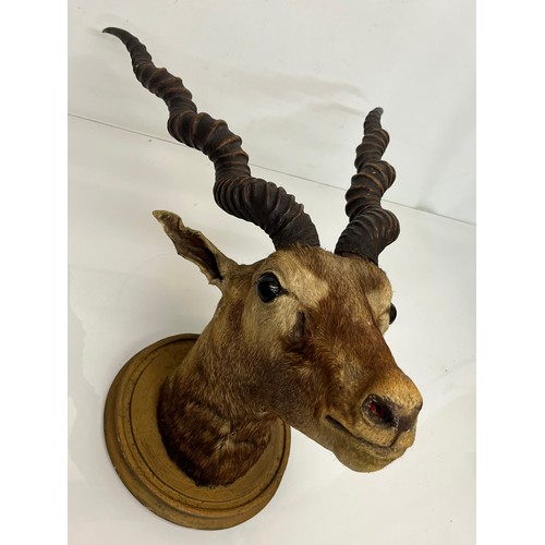 30 - Mounted taxidermy head of a Blackbuck, Indian Antelope, 64 cm nose to antler ends.

This lot is avai... 